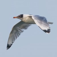 Pallas's Gull